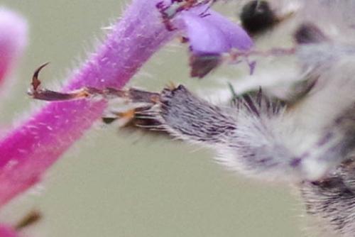 Anthophora pubescens
